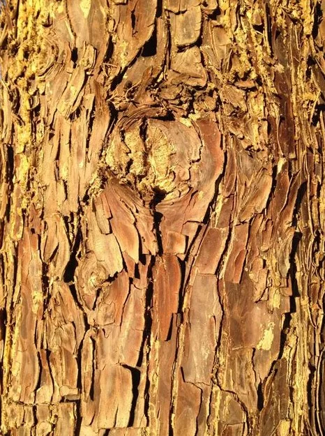 Bentuk dan Tekstur Pada Daun, Cabang dan Batang Pohon